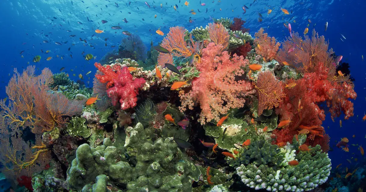 Why Coral Reefs Are Essential to Ocean Health and Global Ecosystems Why Coral Reefs Are Essential to Ocean Health and Global Ecosystems